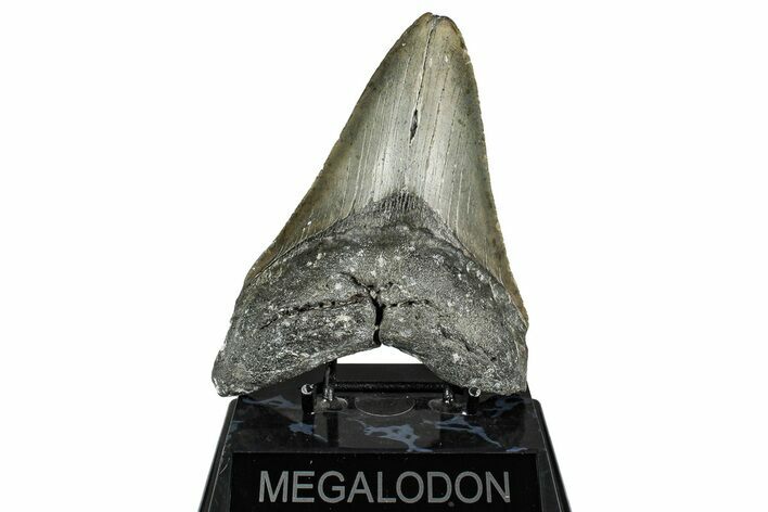 Fossil Megalodon Tooth - North Carolina #342156
